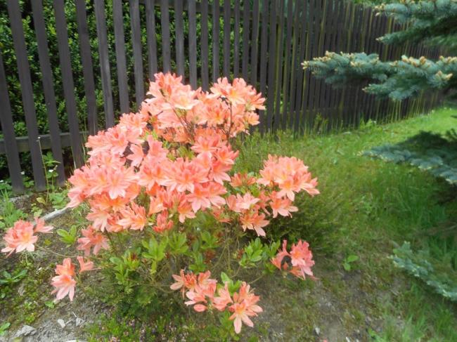 DSCN1242.jpg