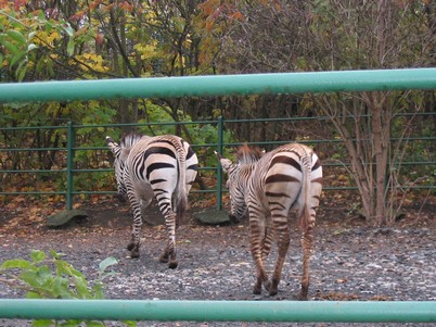 ZOO st, jen 2007 012.jpg