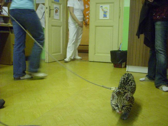 Ocelot  a krajta v MŠ 020.jpg