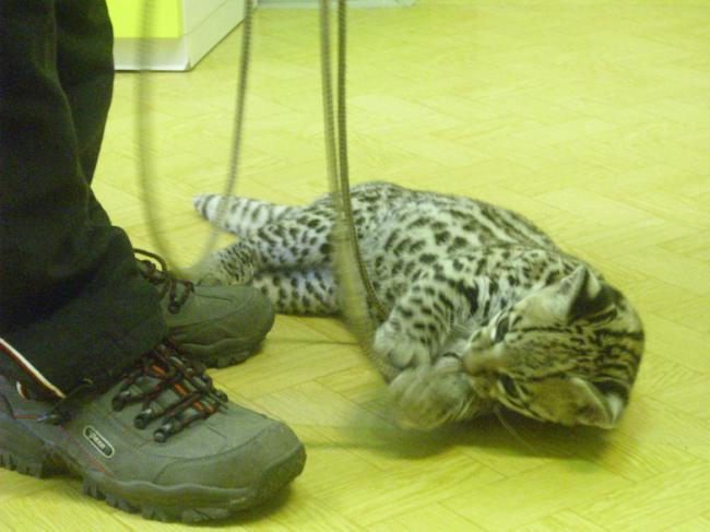 Ocelot  a krajta v MŠ 023.jpg