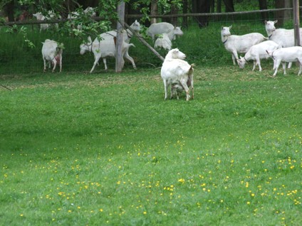DSCF9779.jpg