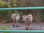 ZOO st, jen 2007 012.jpg