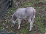 ZOO st, jen 2007 013.jpg