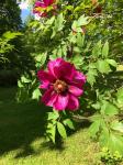 IMG-20210607-WA0005.jpg