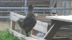 IMG-20240611-WA0118.jpg