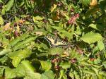 IMG-20240923-WA0010.jpg