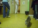 Ocelot  a krajta v MŠ 020.jpg